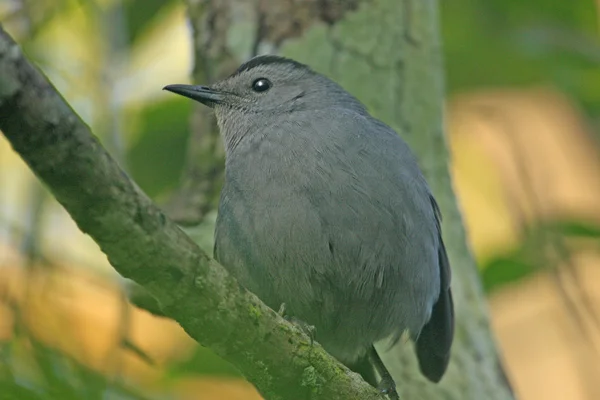 Gray catbird — Stock Photo, Image