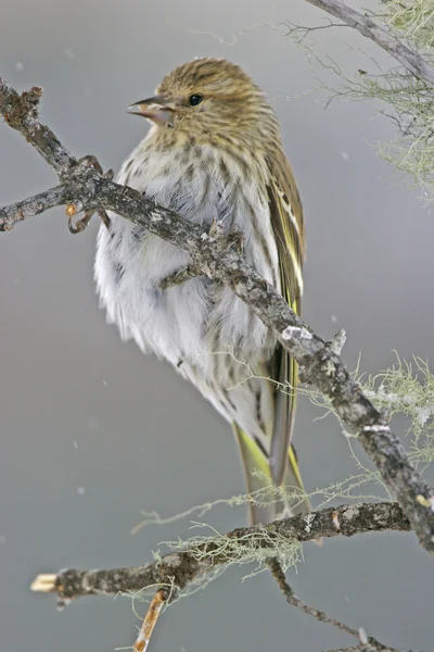 Fenyő csíz (Carduelis pinus) — Stock Fotó