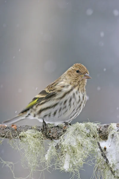 Pin Siskin (Carduelis pinus) ) — Photo