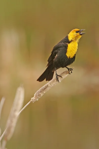 Yellow-headed Blackbird male — Stock Photo, Image
