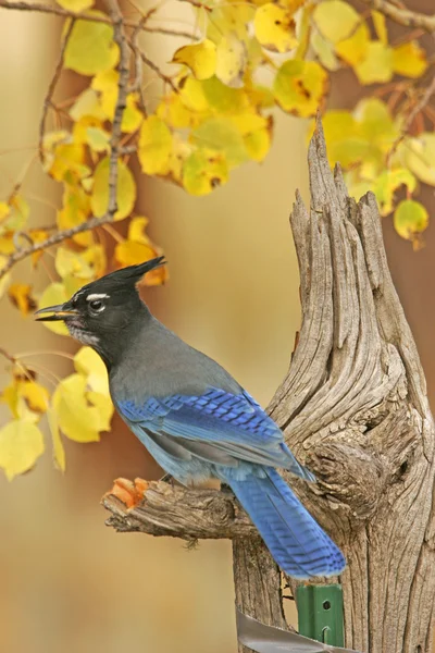 Steller's Jay (Cyanocitta stelleri) — Stock Photo, Image