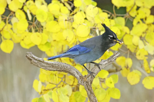 Steller 's Jay (cyanocitta stelleri)) — Stockfoto