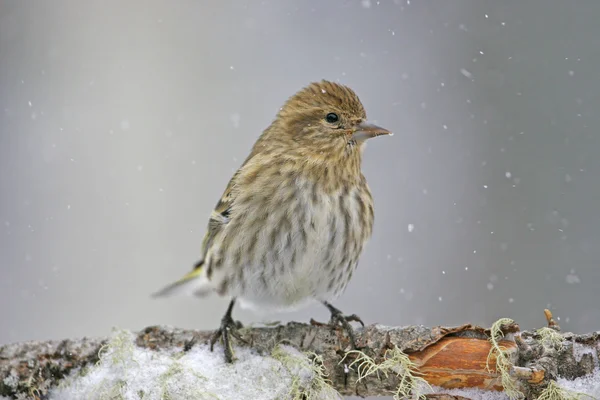 Pin Siskin (Carduelis pinus) ) — Photo