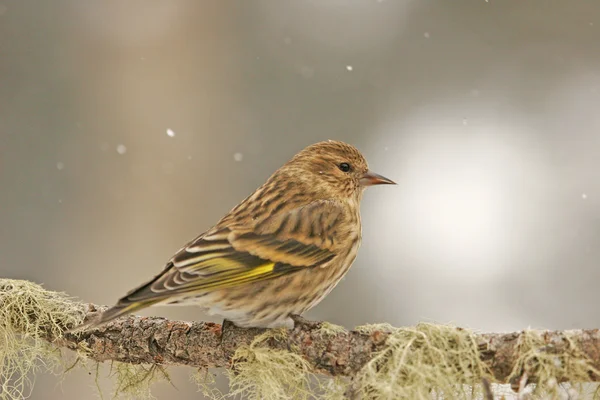 Pino Siskin (Carduelis pinus ) — Foto de Stock