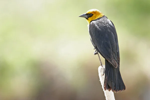 Sárgafejű Blackbird férfi — Stock Fotó