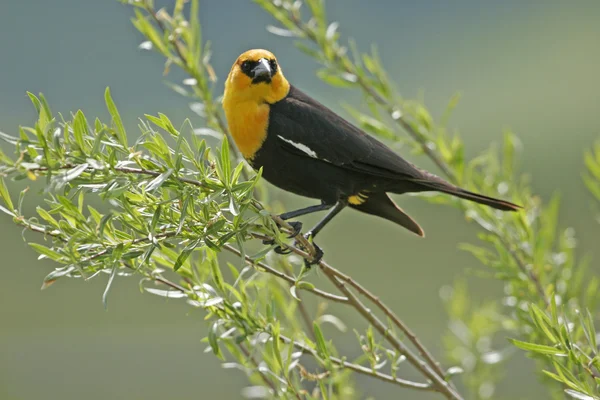 Homem Blackbird de cabeça amarela — Fotografia de Stock