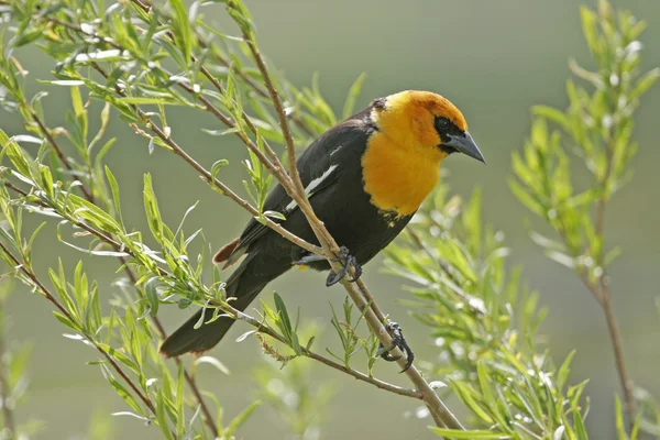 Yellow-headed Blackbird male — Stock Photo, Image