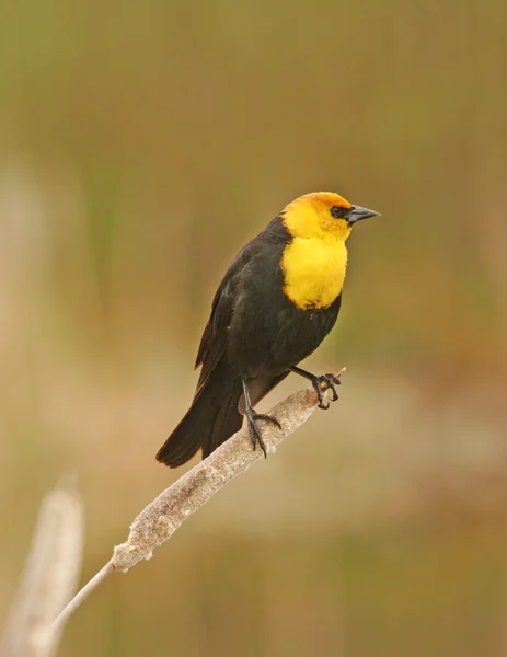 Homem Blackbird de cabeça amarela — Fotografia de Stock