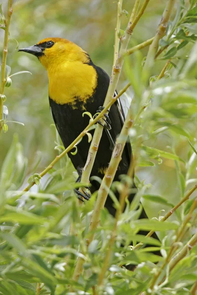 Homem Blackbird de cabeça amarela — Fotografia de Stock