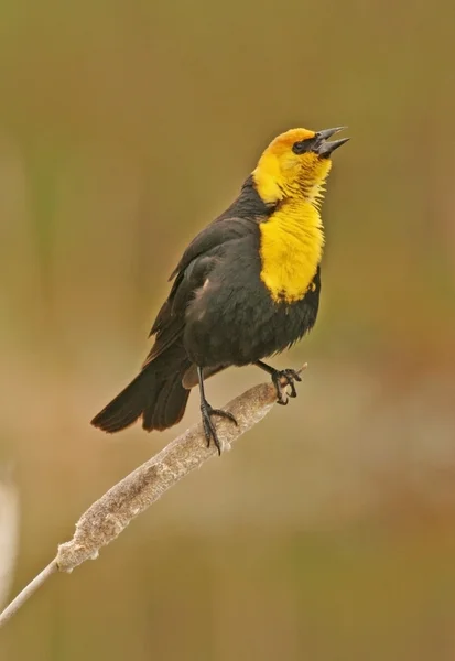 Gulhuvad blackbird hane — Stockfoto