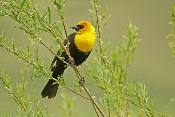 Homem Blackbird de cabeça amarela — Fotografia de Stock