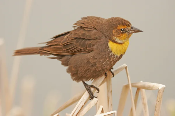 Gelbkopf-Amselweibchen — Stockfoto