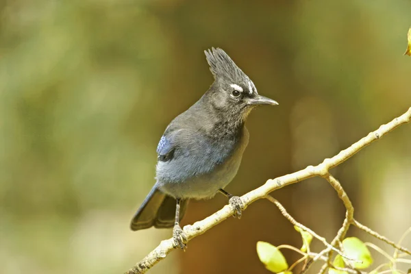 Steller 's Jay (siyanocitta stelleri) — Stok fotoğraf