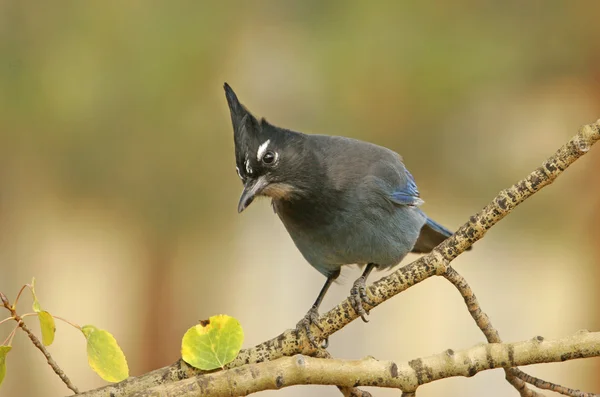 Steller 's Jay (siyanocitta stelleri) — Stok fotoğraf