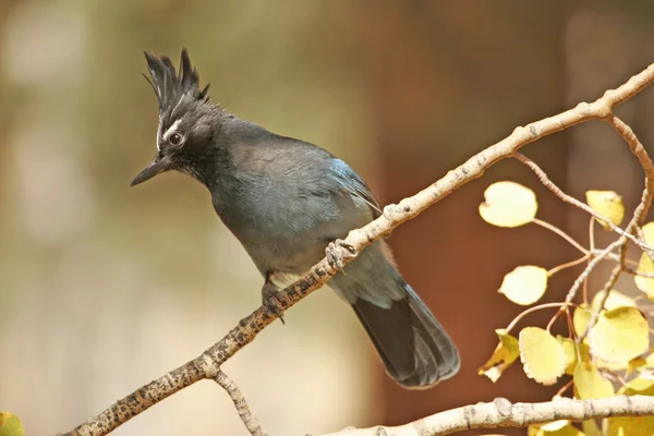 Jay de Steller (cyanocitta stelleri) — Foto de Stock