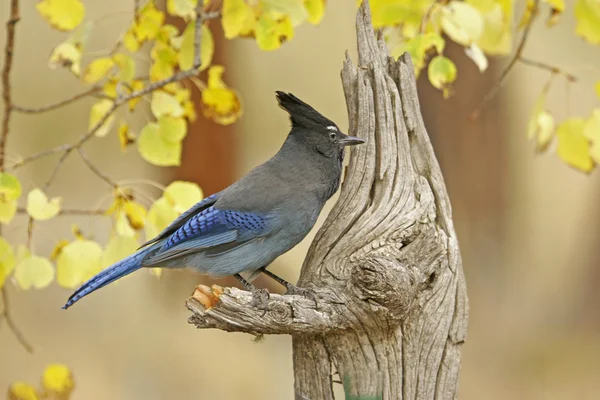 Steller's Jay (Cyanocitta stelleri) — Stock Photo, Image