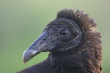 hindi akbabası portresi