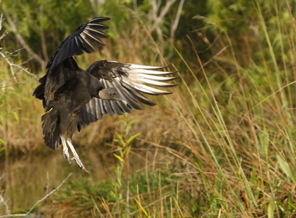 Turkey Vulture — Stock Photo, Image