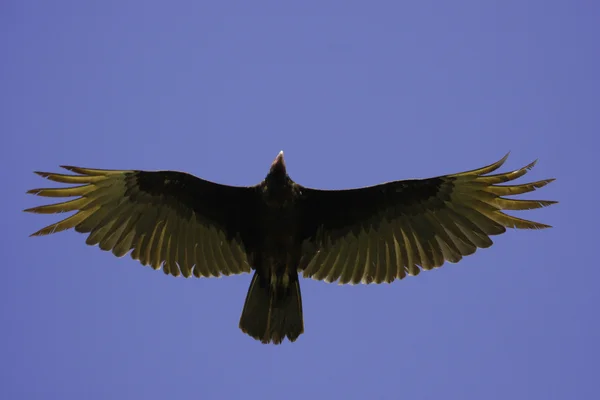 Buitre de pavo — Foto de Stock