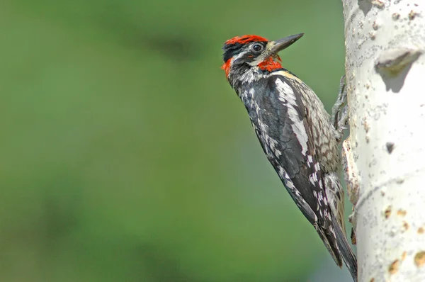 Yellow-bellied Sapsucker (Sphyrapicus varuis)