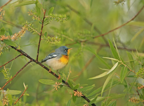 Nördlicher Parulasänger (parula americana)) — Stockfoto