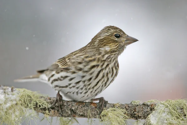 卡森的雀科女性 (Carpodacus cassinii) — 图库照片