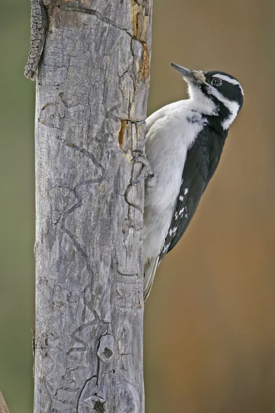 Downy Woodpecker female (Picoides pubescens) — Stock Photo, Image