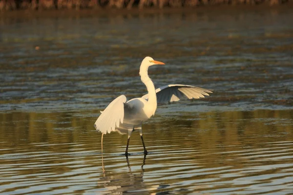 Stora Egret (ardea alba)) — Stockfoto