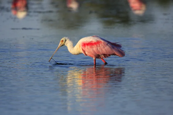 Roseate Spoonbill — Stock Photo, Image