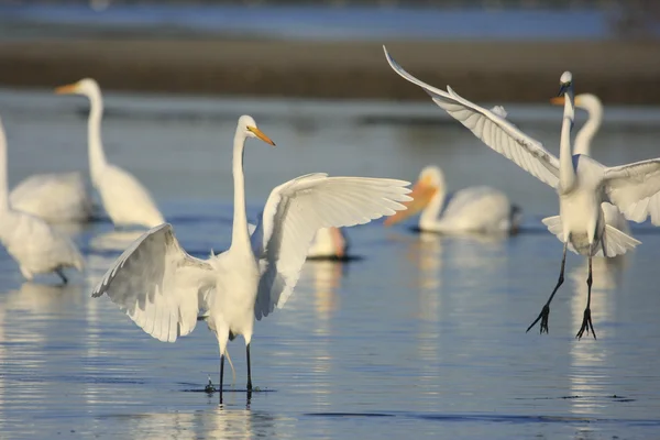 Great Egrets (Ardea alba) dalam air — Stok Foto