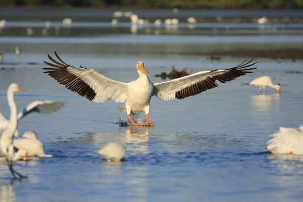 Witte pelikaan (Pelecanus erythrorhynchos) — Stockfoto