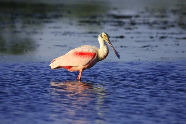 Rödspätta (platalea ajaja)) — Stockfoto