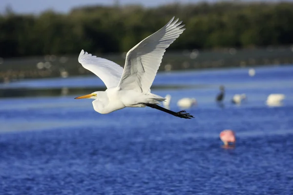 Great Egret (Ardea alba) flying — Stock Photo, Image