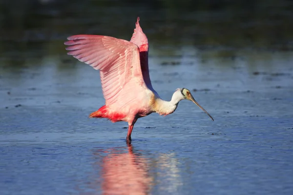 Roseate Spoonbill — Stock Photo, Image