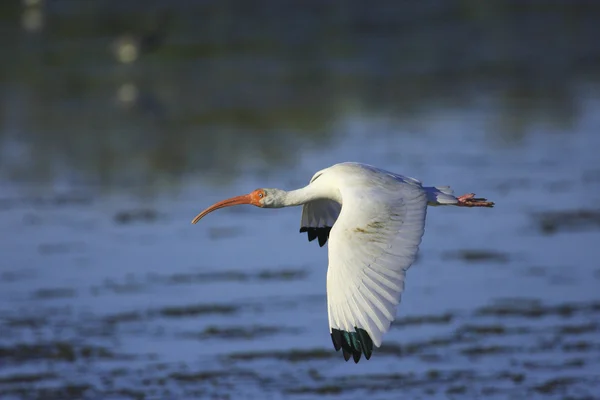 Ibis bianco — Foto Stock