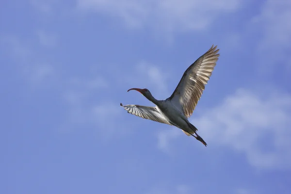 Hvid ibis - Stock-foto