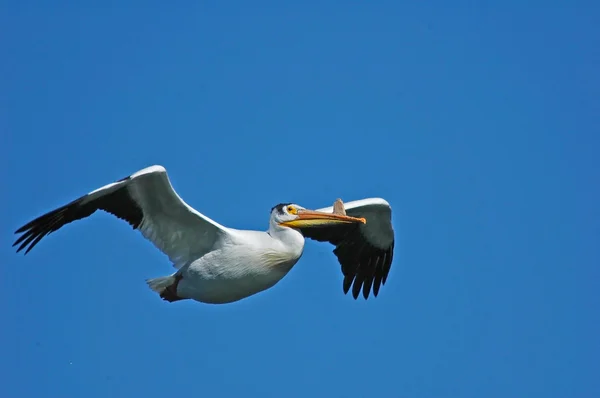 White Pelican — Stock Photo, Image