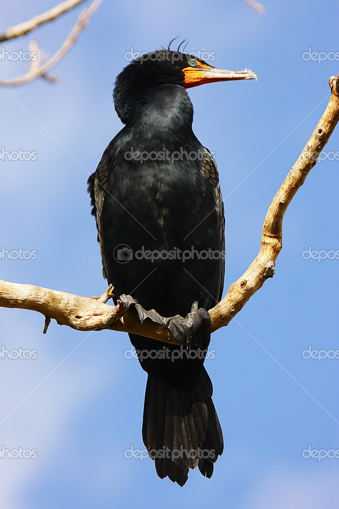 Doppelhaubenkormoran Stockfotografie Lizenzfreie Fotos C Donyanedomam 18811665 Depositphotos