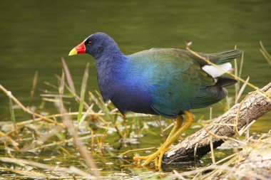 mor gallinül
