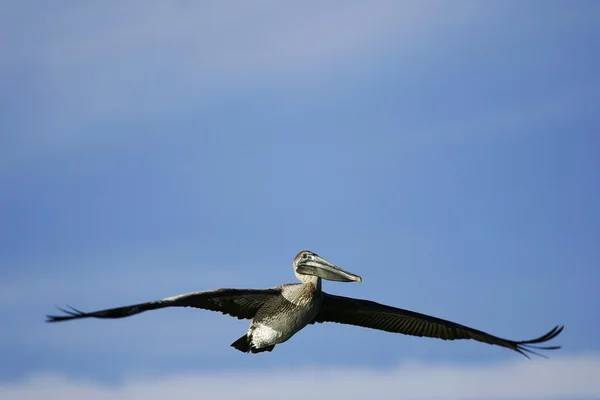 Bruine pelikaan — Stockfoto