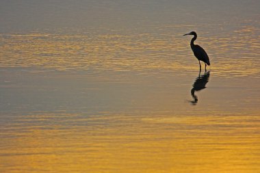 Kontrast kırmızımsı ak balıkçıl (Egretta rufescens) gündoğumu