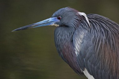 Tricolored balıkçıl