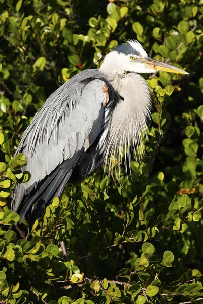 Great Blue Heron — Stock Photo, Image