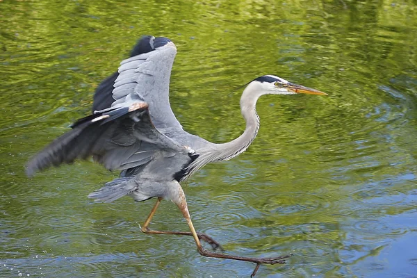 Great Blue Heron — Stock Photo, Image