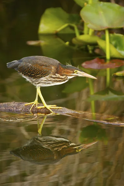 Green Heron — Stock Photo, Image