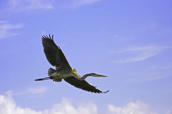 Great Blue Heron — Stock Photo, Image