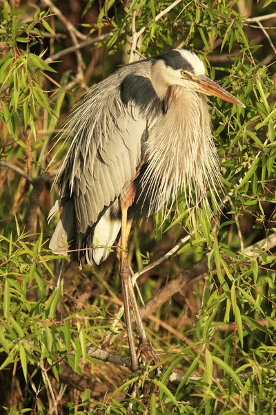 Great Blue Heron — Stock Photo, Image