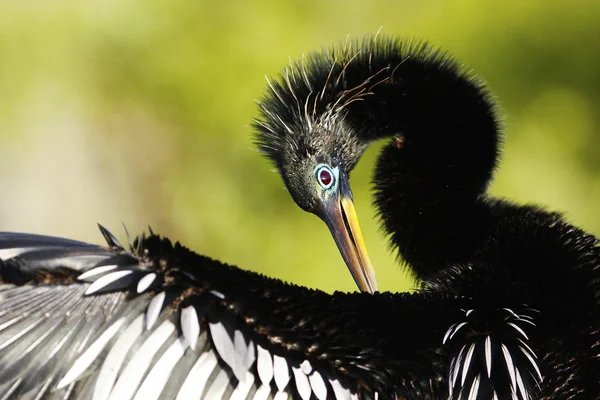 Anhinga male — Stock Photo, Image