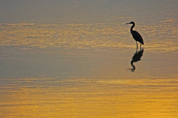 Egret avermelhado silhueta (Egretta rufescens) ao nascer do sol — Fotografia de Stock