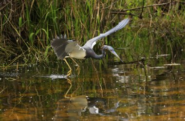 Tricolored balıkçıl